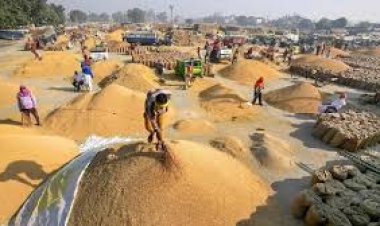 15 नवंबर से होगी धान खरीदी, कलेक्टरों को धान खरीदी की तैयारियां करने के निर्देश