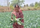 साय सरकार की पहल से सशक्त हुई महिलाएं: हमेश्वरी राठौर बनीं "लखपति दीदी"